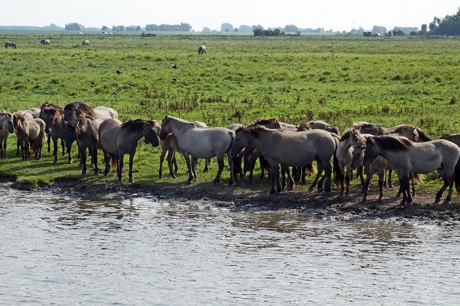 Wilde paarden