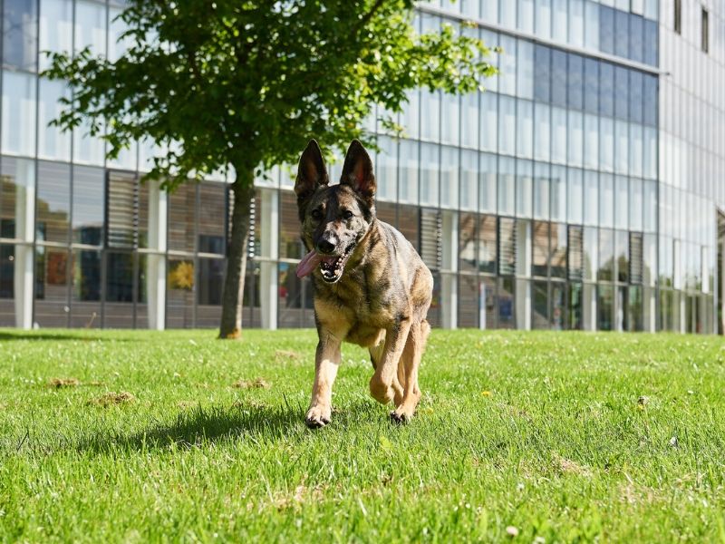 Diergezondheid en management Aeres Hogeschool Dronten