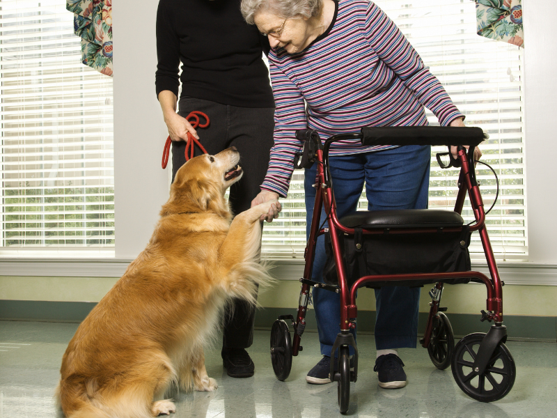 Studie over de inzet van honden binnen Animal Assisted Interventions