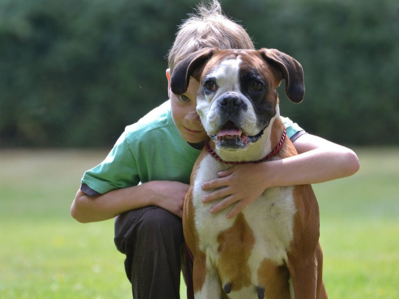 impact dierondersteunde interventies op honden