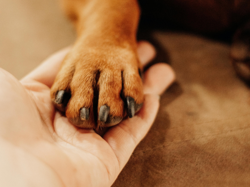 Impact van dierondersteunde interventies op honden