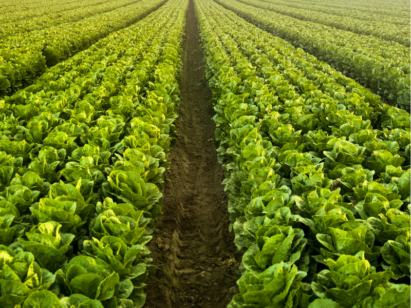 Ondernemen in de akkerbouw en vollegrondsgroenteteelt in 2030: Vooruitkijken, analyseren en keuzes maken