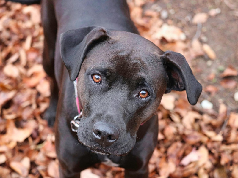 Zwarte hond met bruine ogen kijkt in de camera