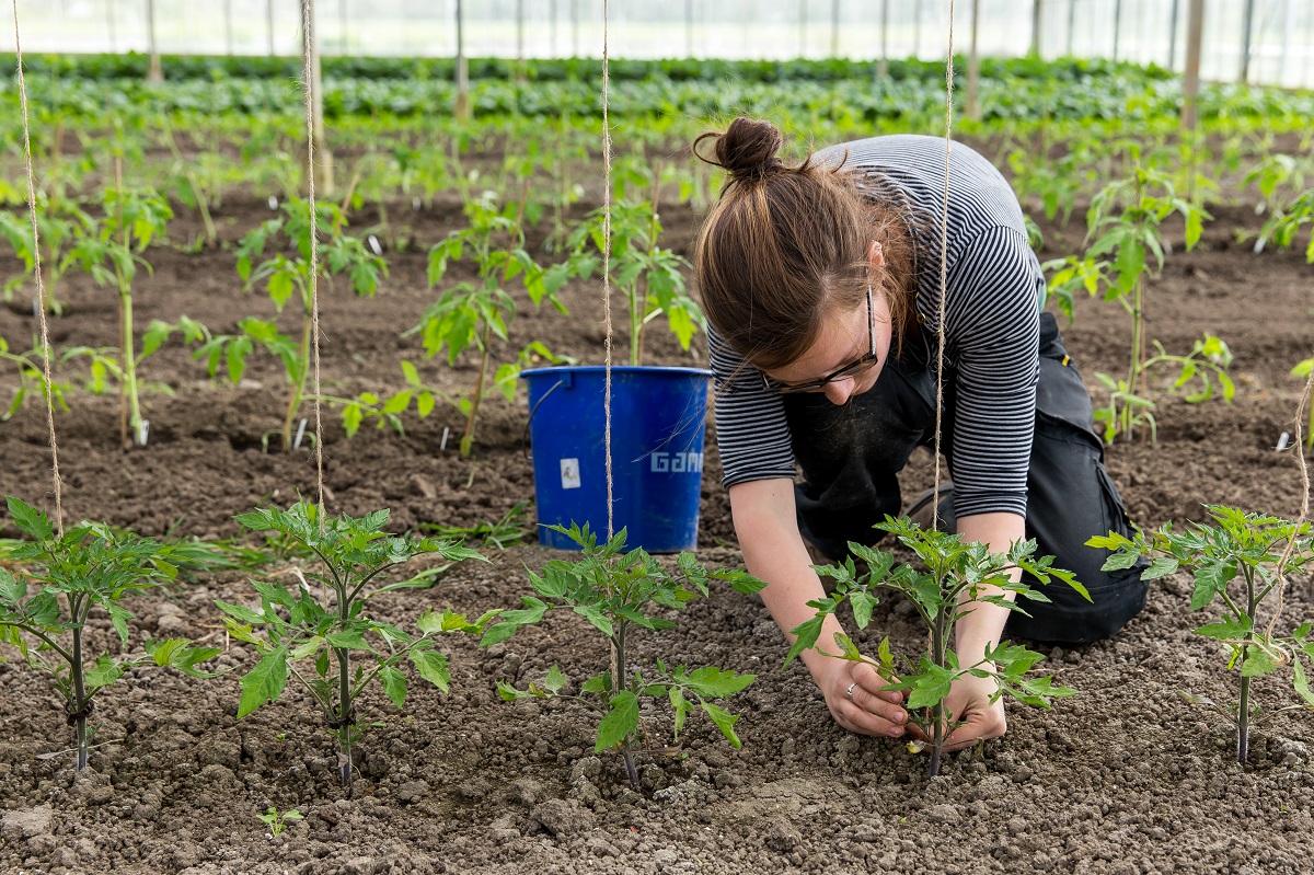 Aeres MBO biologisch-dynamische landbouw - jonge aanplant