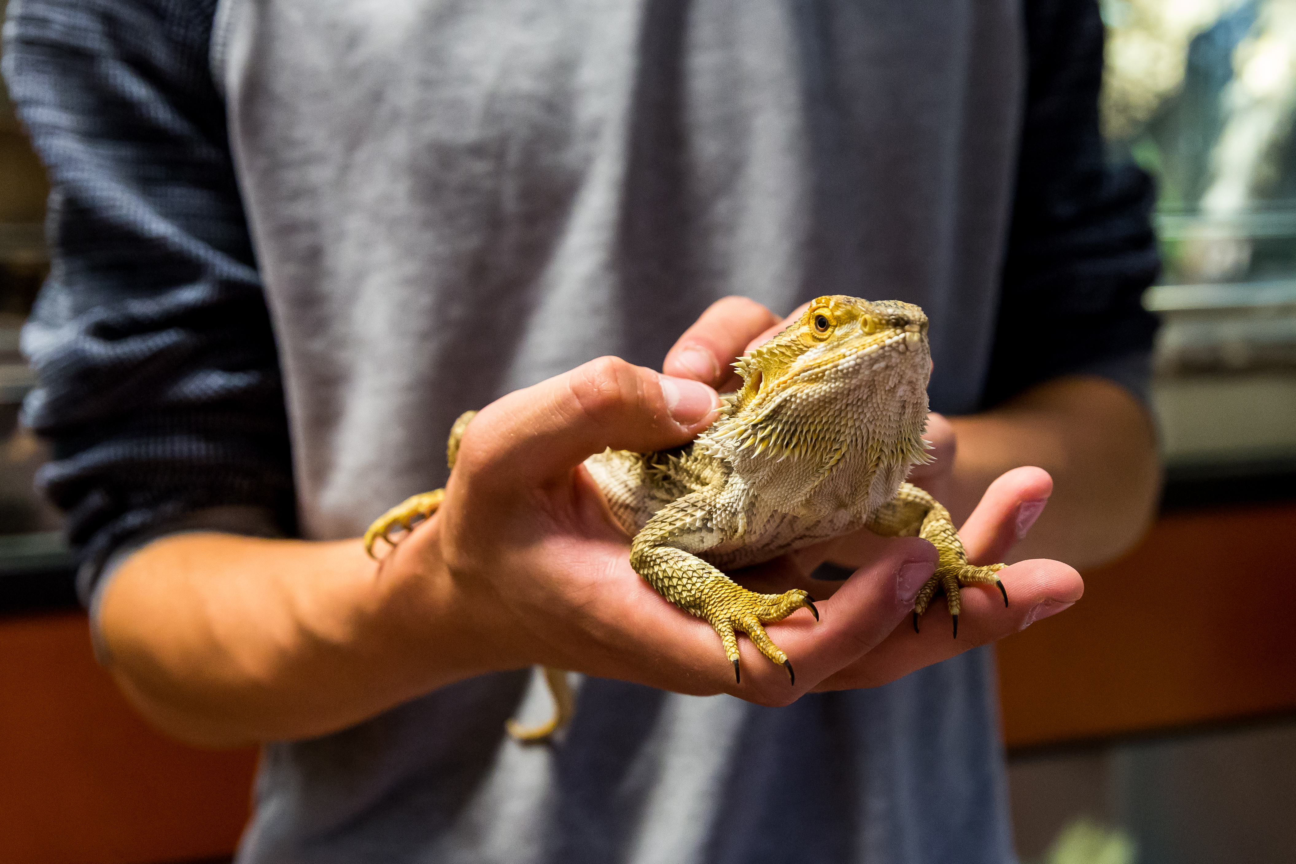 Aeres MBO Dierverzorging hagedis