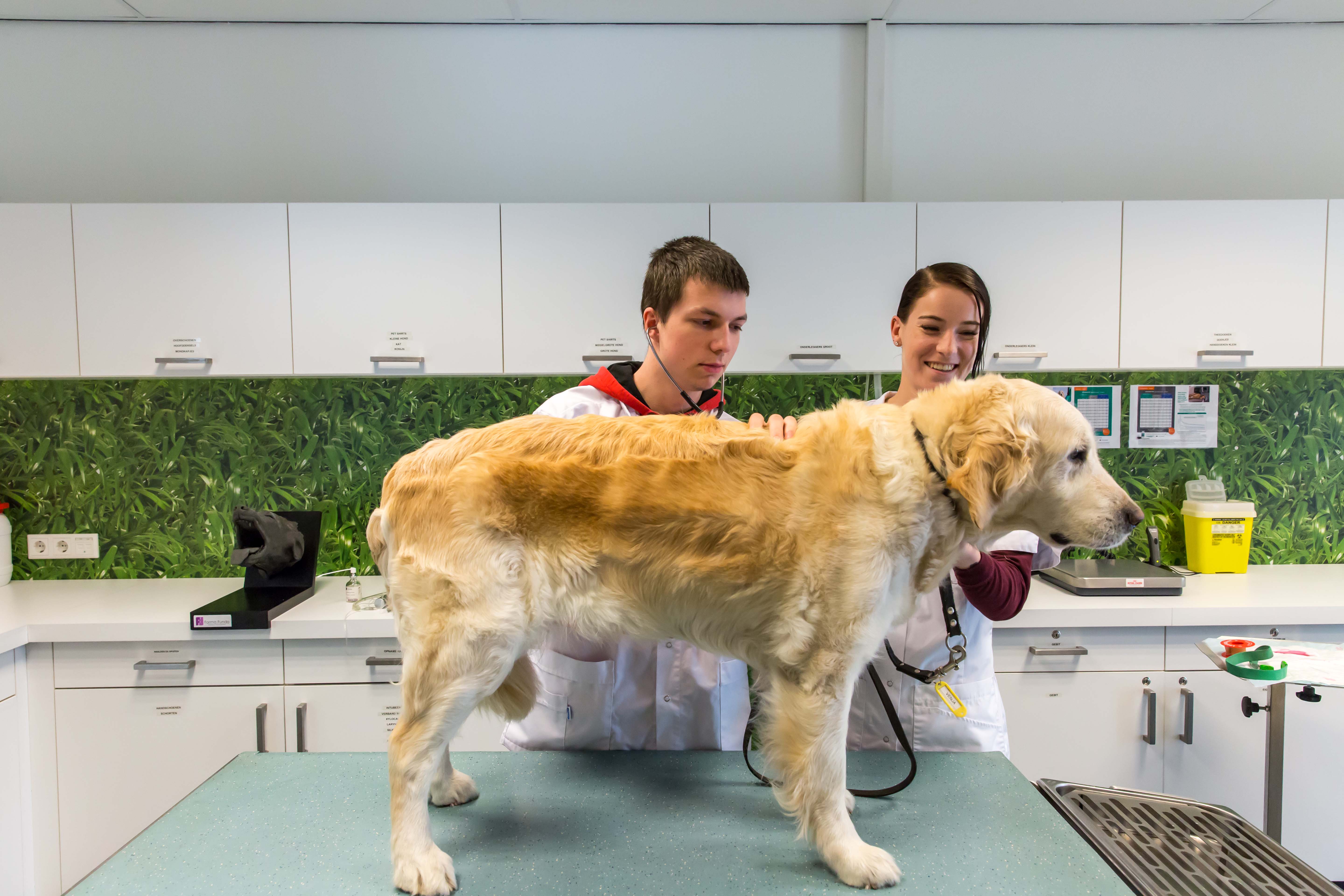 Aeres MBO Dierverzorging hond bij dierenarts