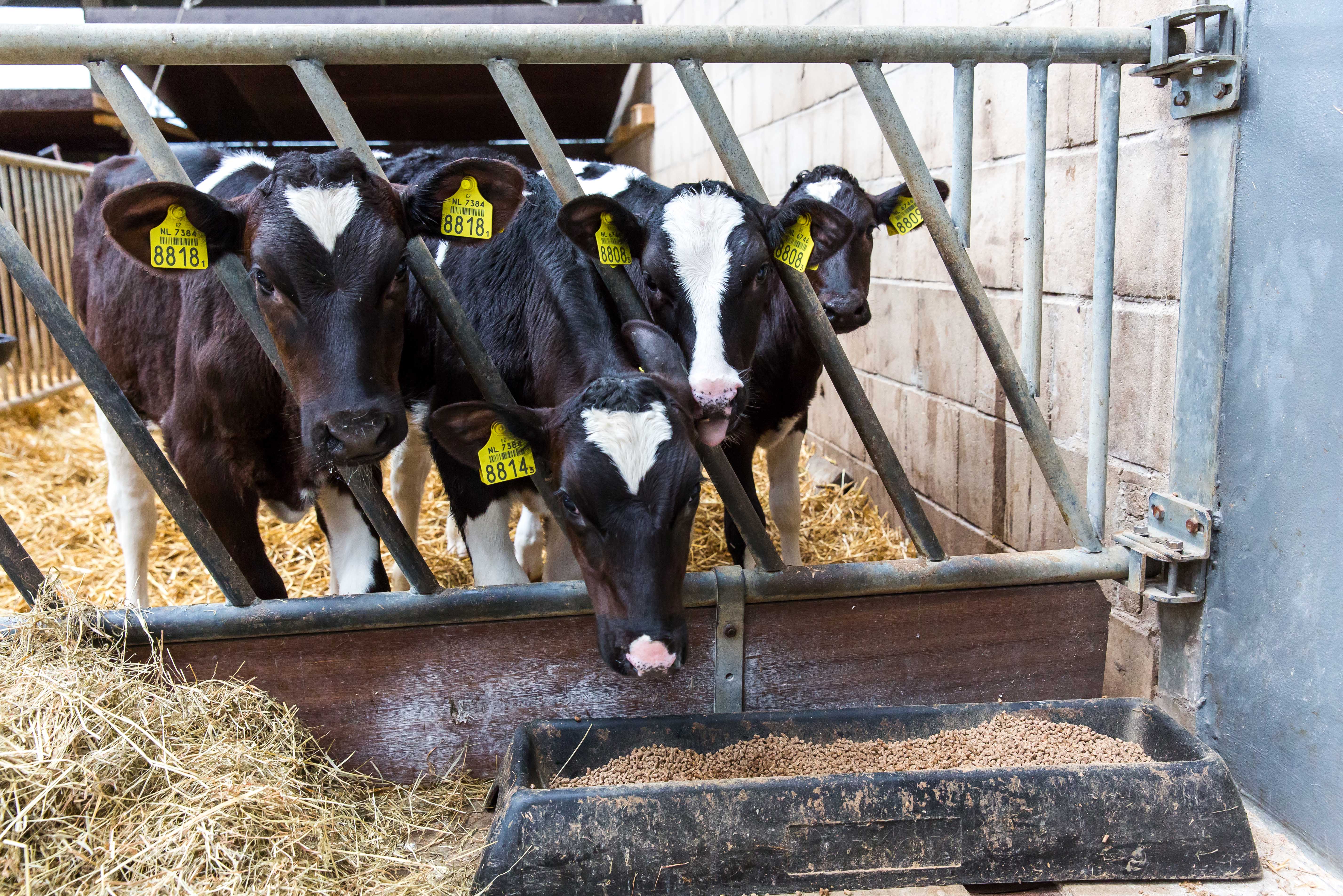 Aeres MBO Melkveehouderij koeien in box