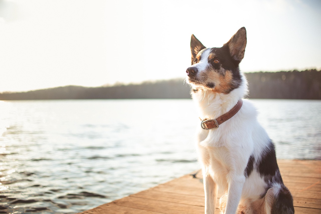 Bordercollie aan het water