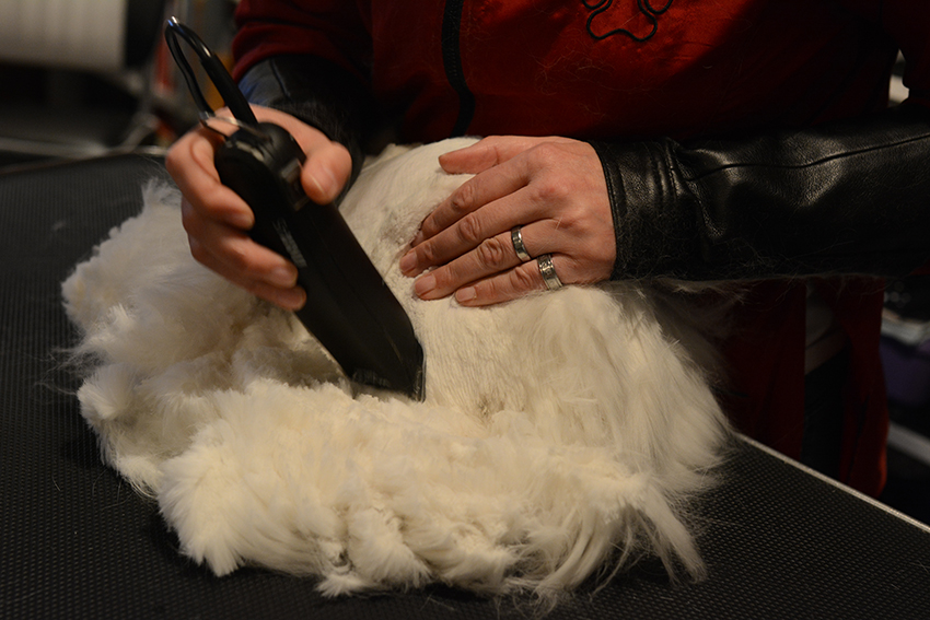 Kattentrimmen-scheren2