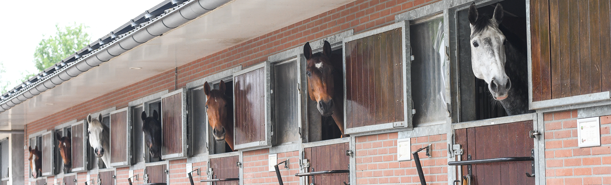 Paarden in stalen Hippisch Centrum Aeres
