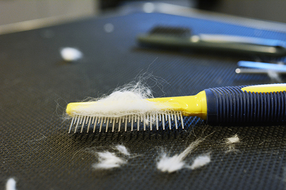 materiaal kattentrimmen