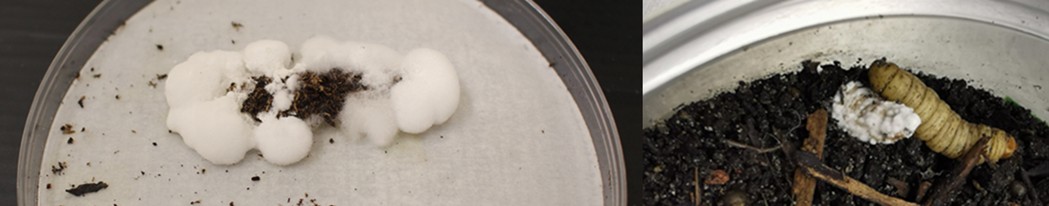 schimmels als superhelden