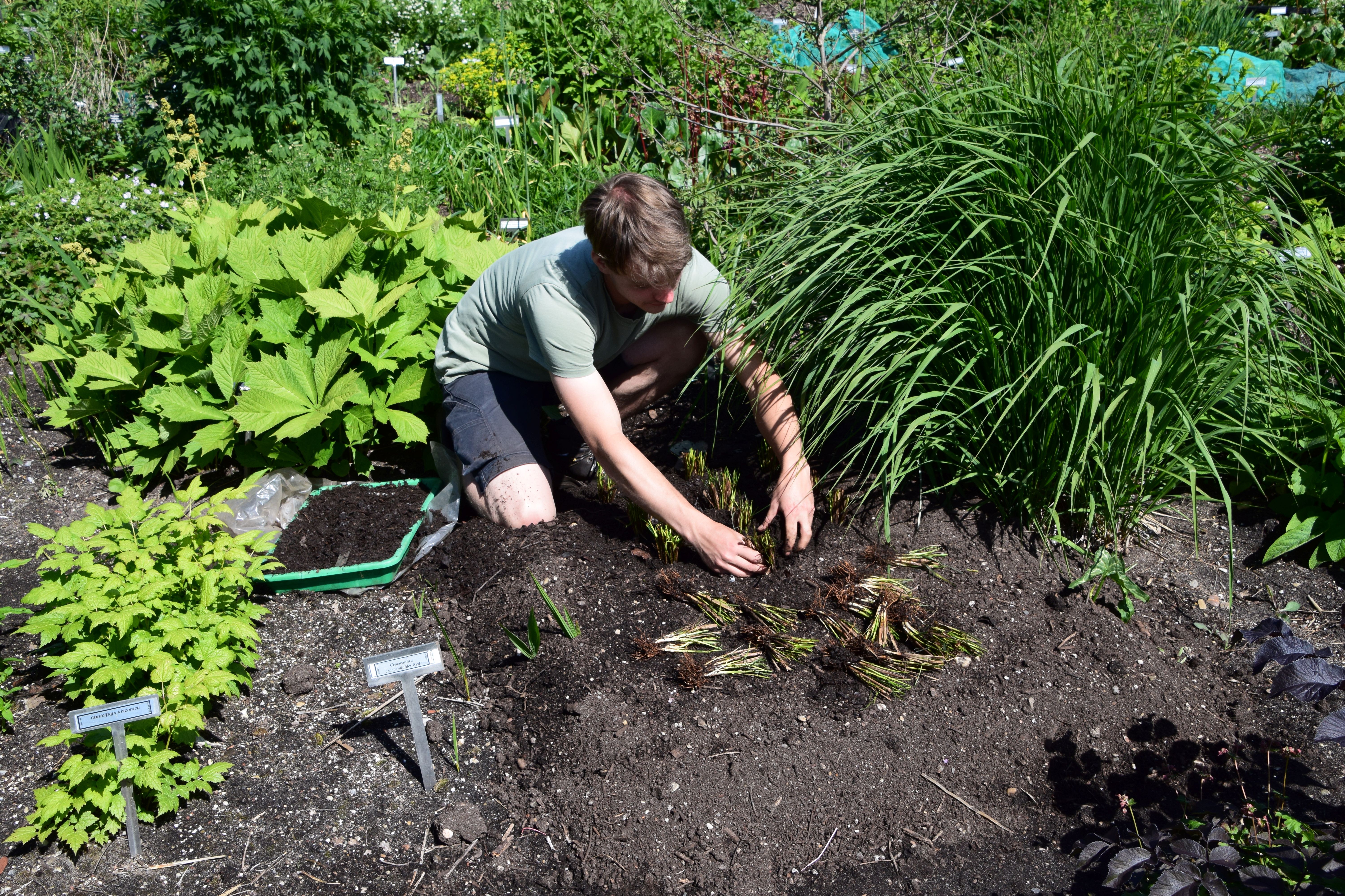 Planten van een biologische plant voor de cursus biologische teelt
