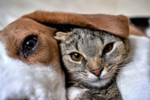 Carriere met dieren
