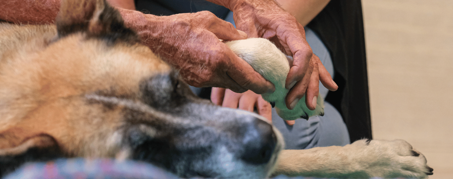 Dierverzorging fysiotherapie