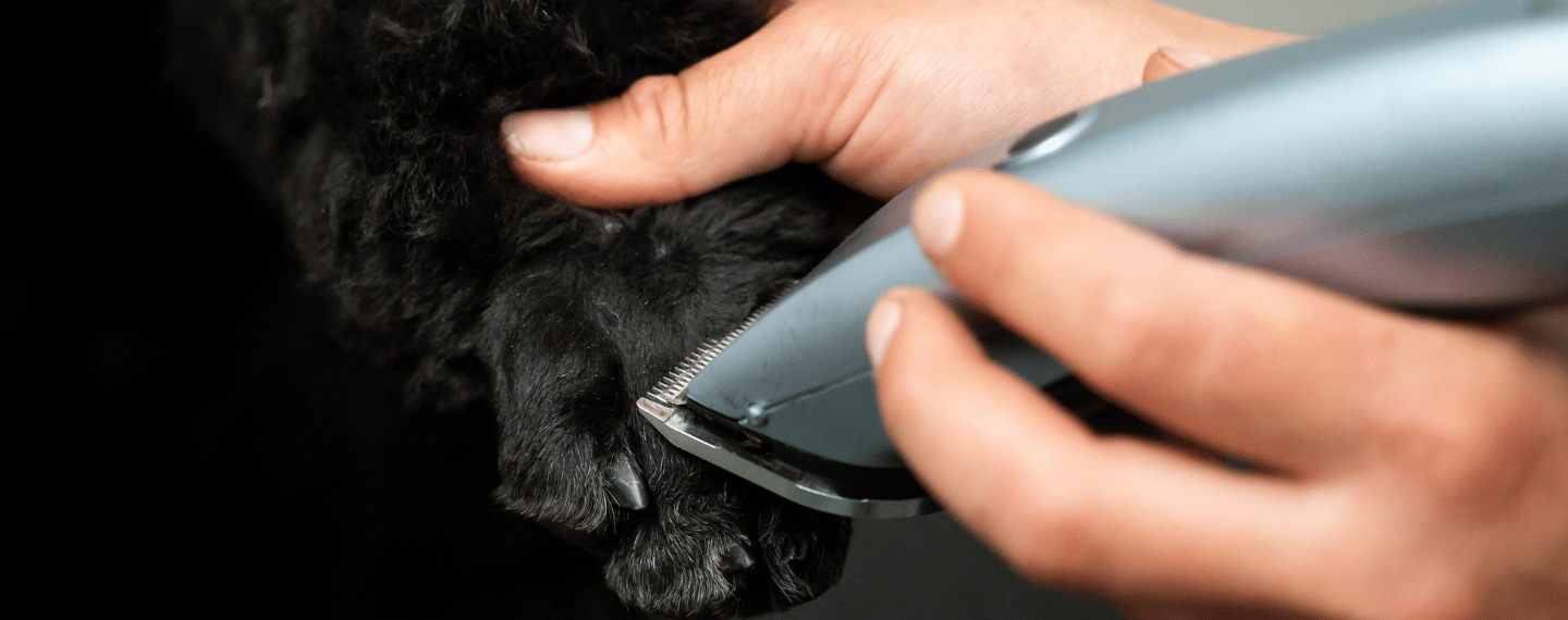 Dierverzorging hondentrimmen
