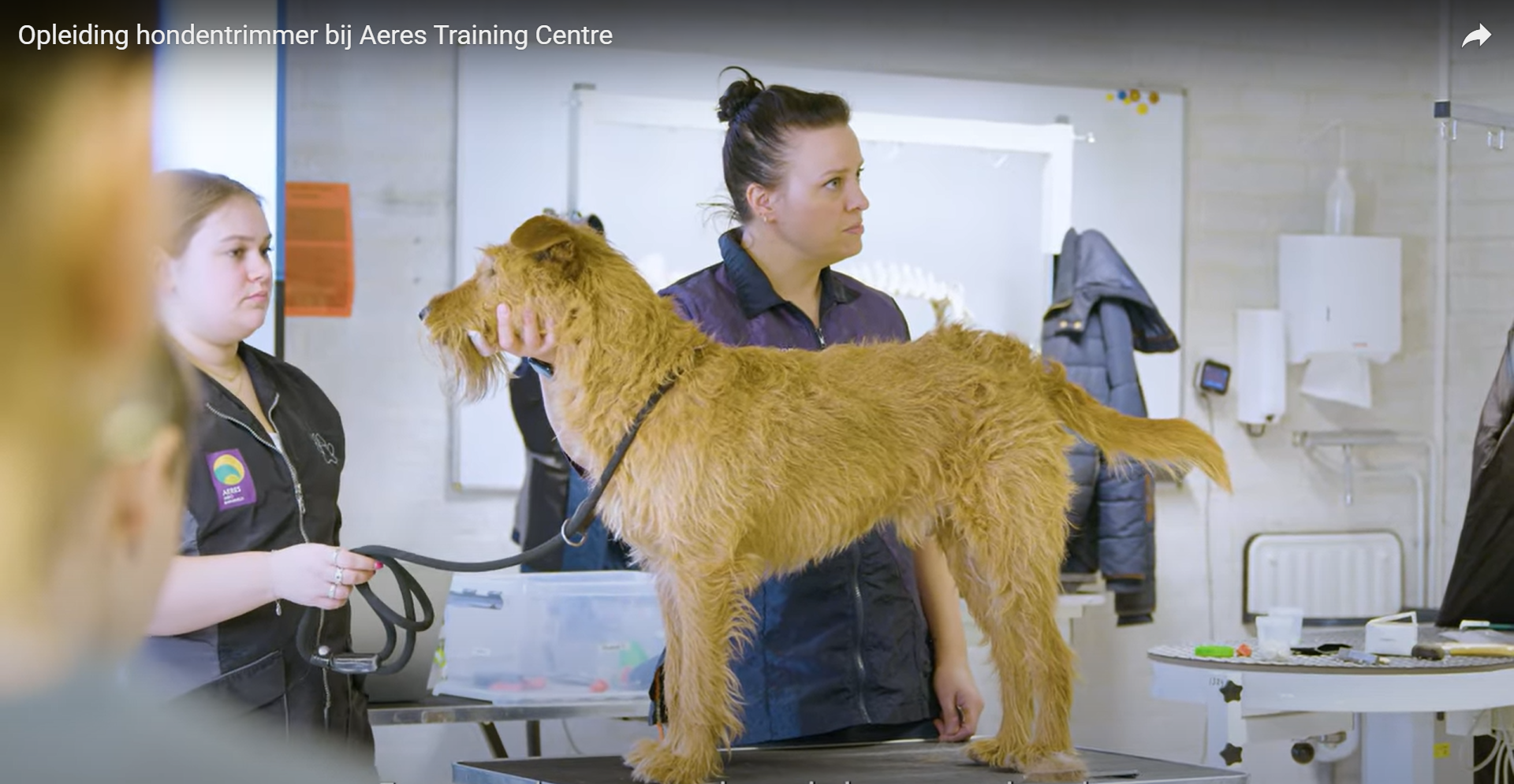 Dierverzorging hondentrimmen