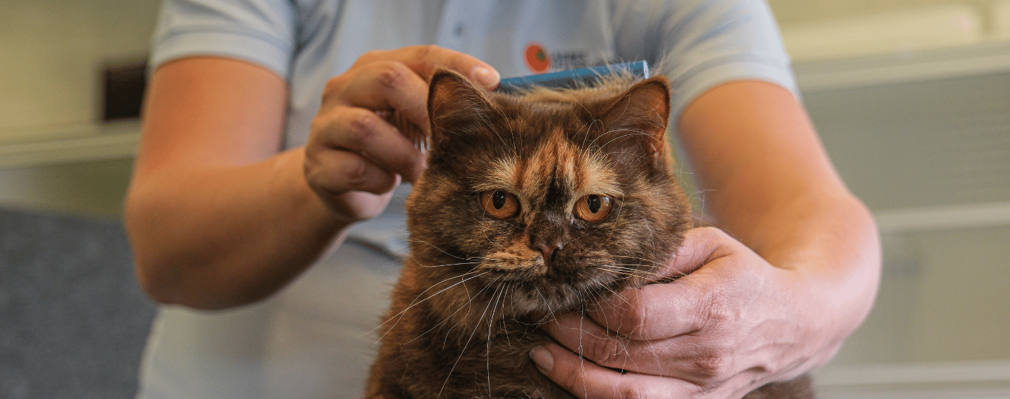 Dierverzorging kattentrimmen