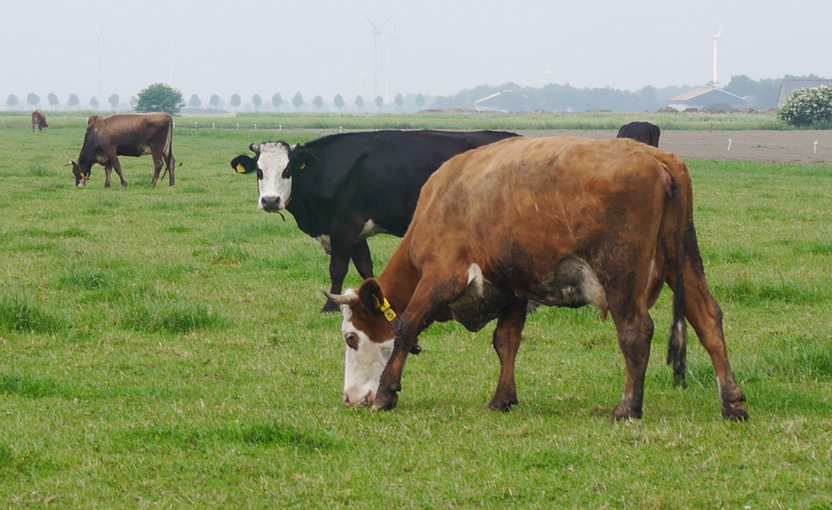 Koeien in de wei
