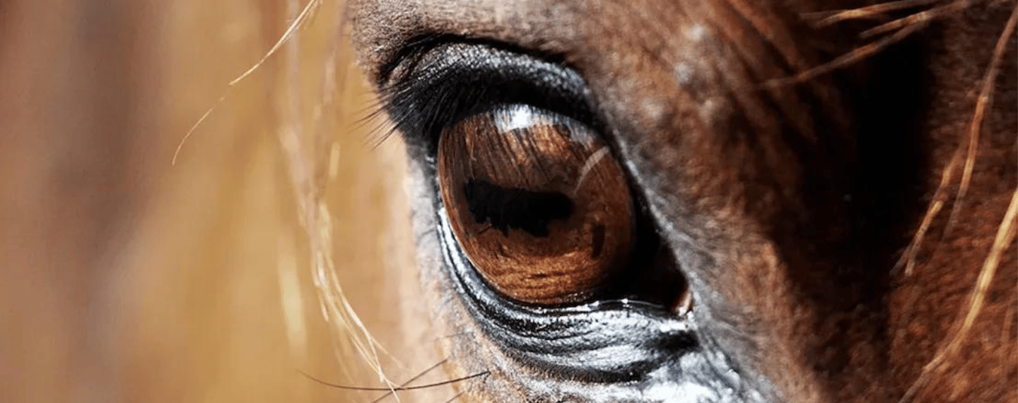 Paard oog