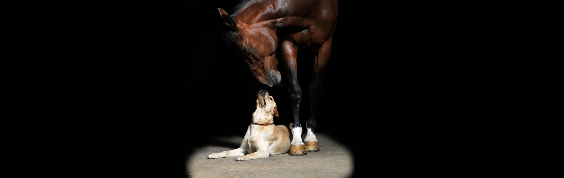 Paard en hond