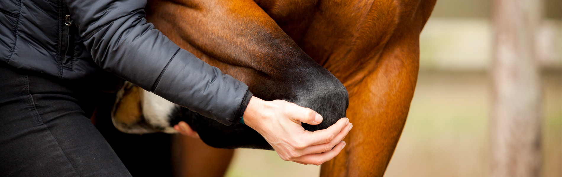 Paard sportmassage