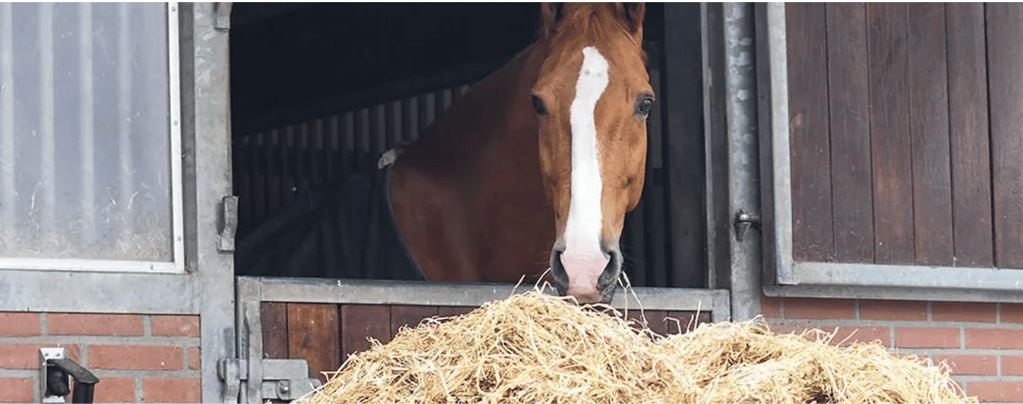 Paardenvoeding