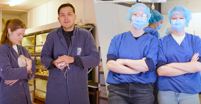 Paraveterinair