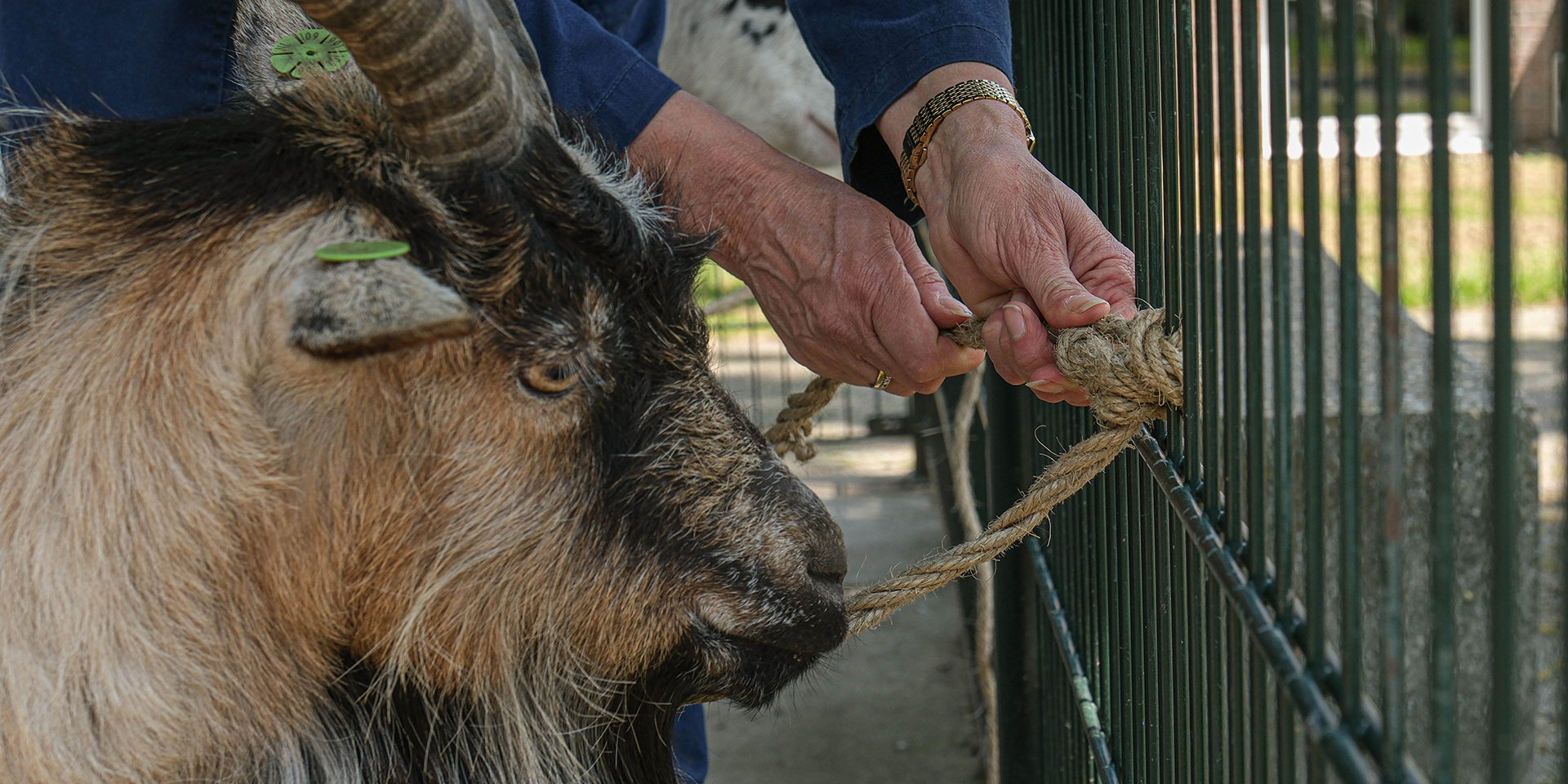 Vakmatig houden van dieren