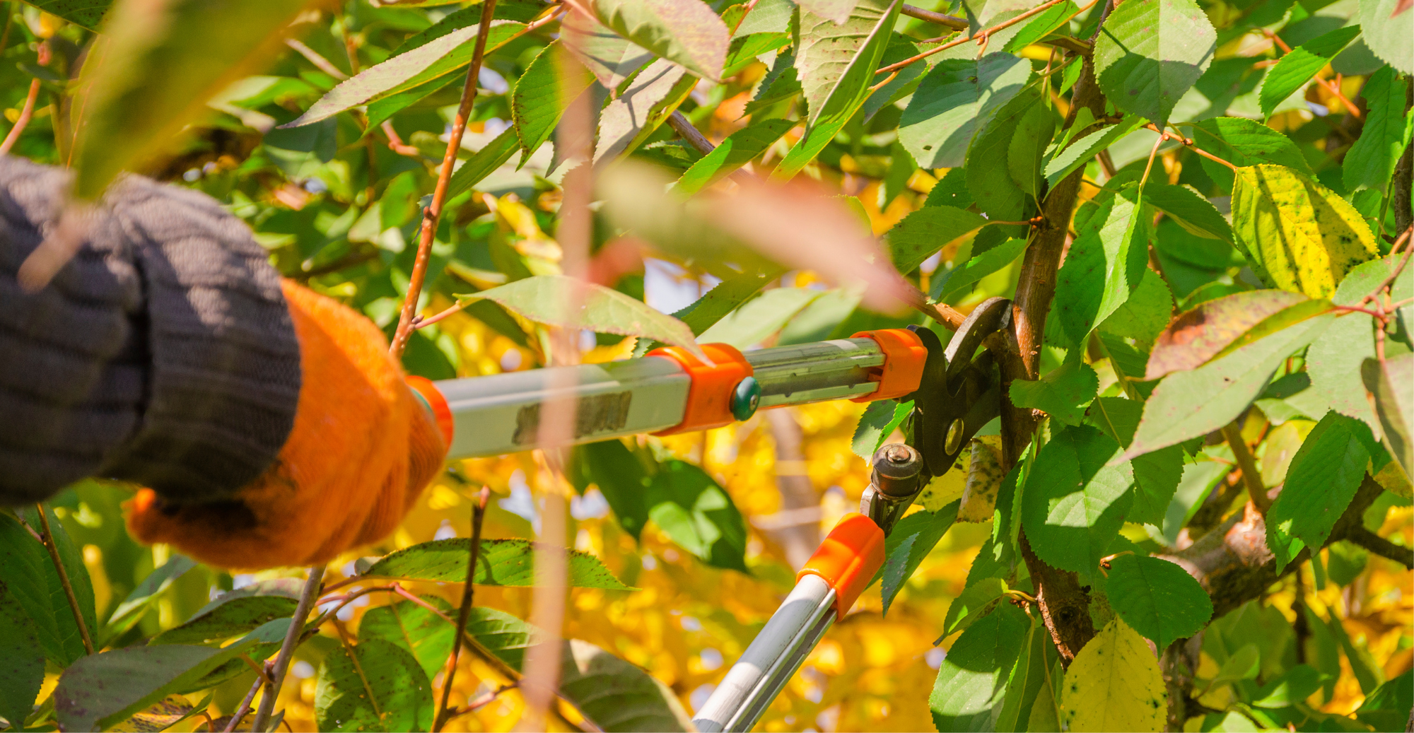 Snoeien van fruitbomen