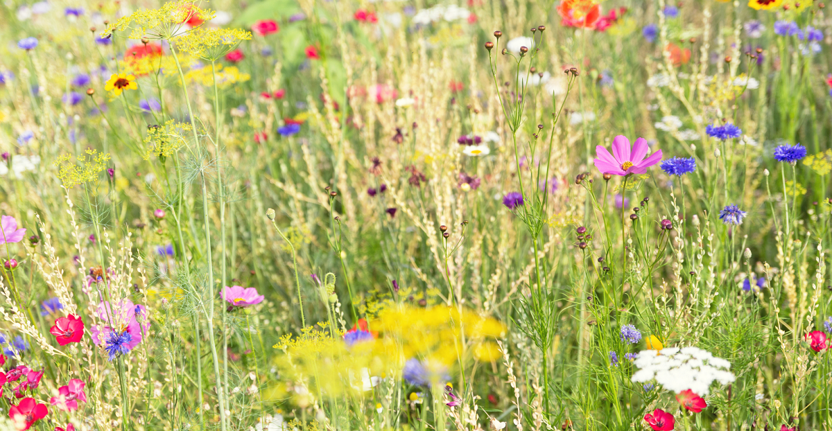 Veldbloemen