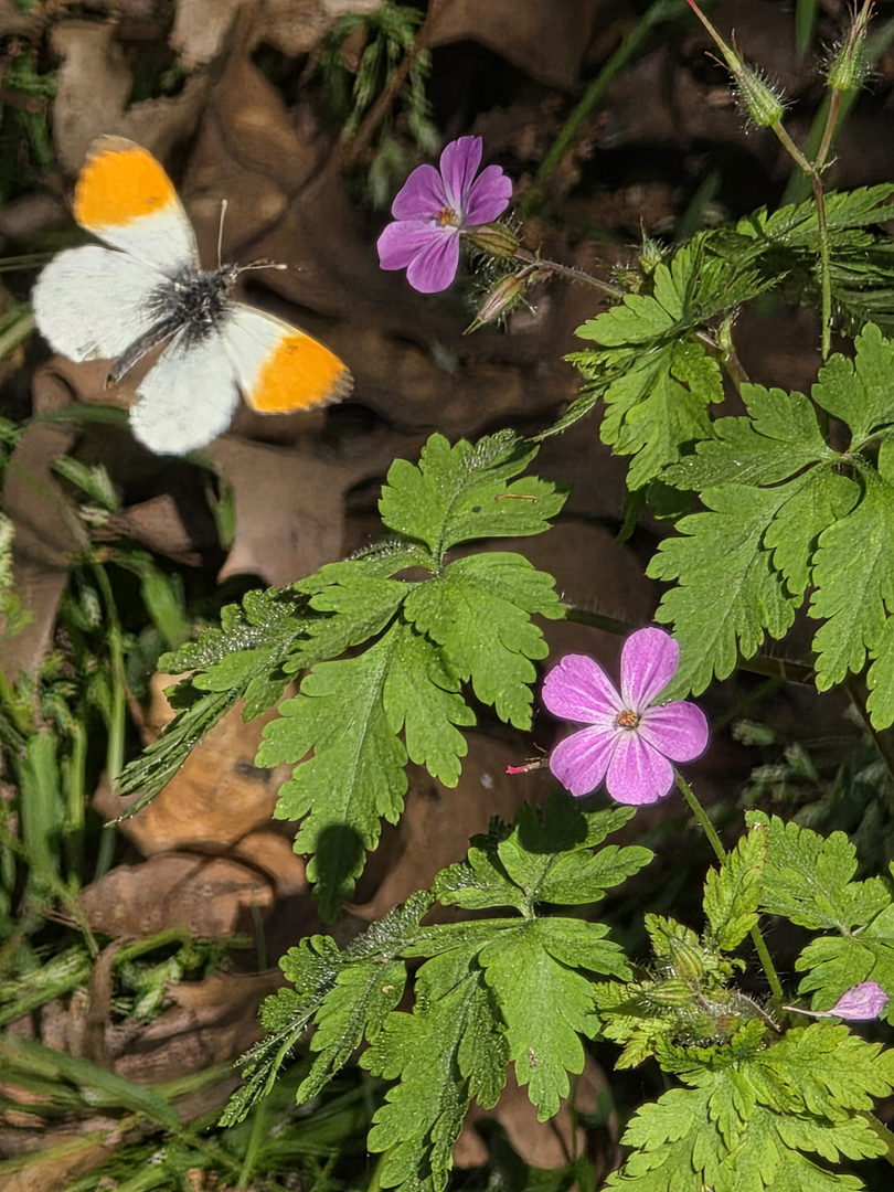 De natuur als co-docent