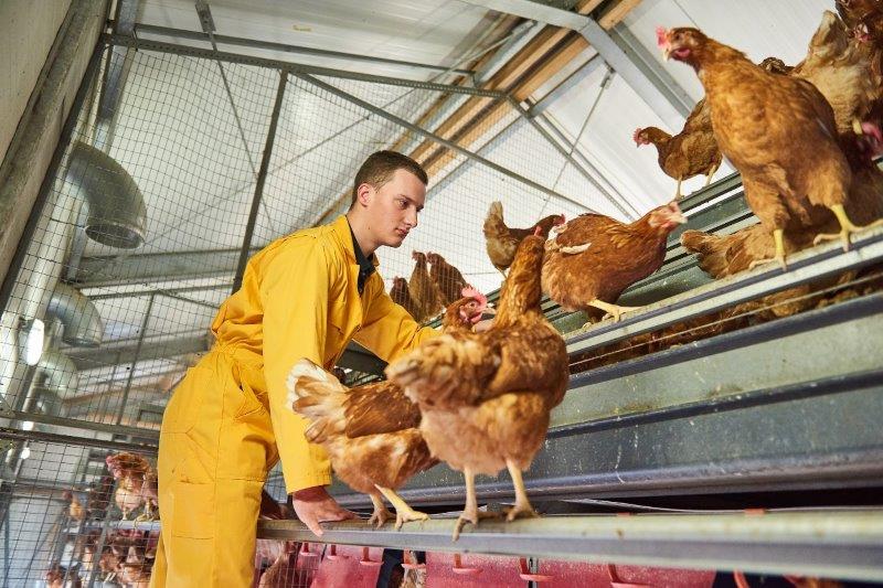 Pluimvee pluimveestal kippen