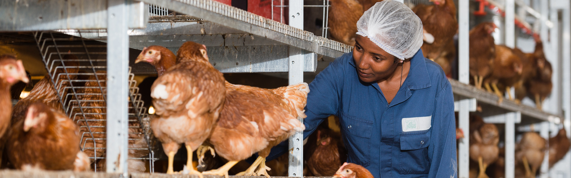 Student Aeres Training Centre Internationaal in kippenstal