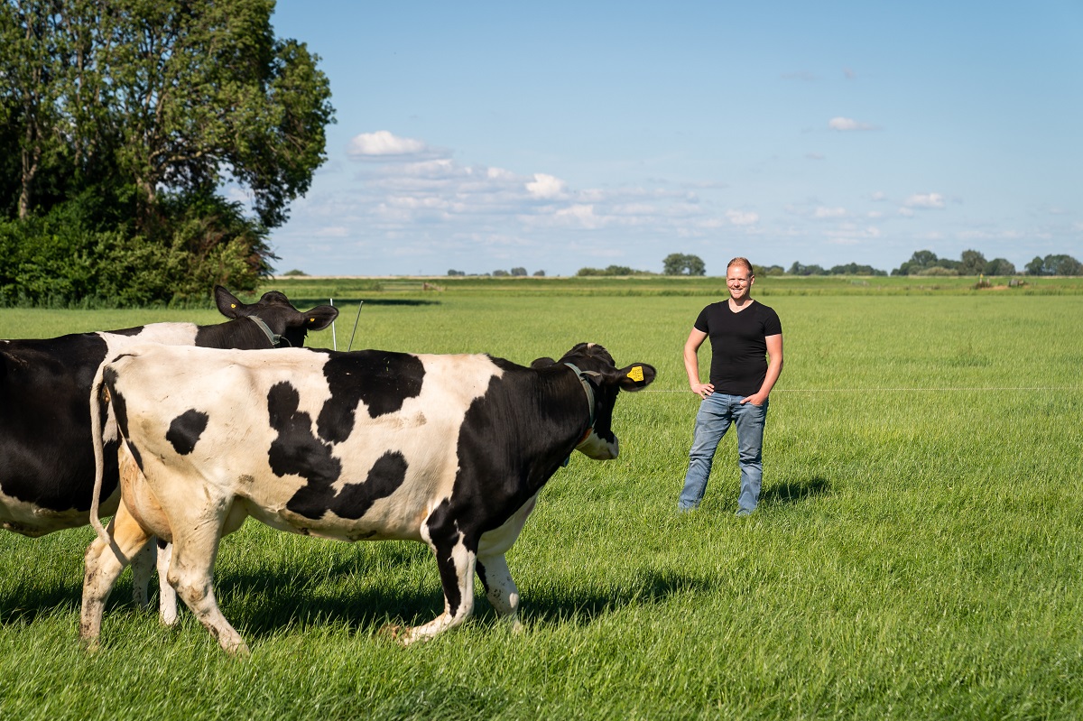 Man staat in wei met koeien