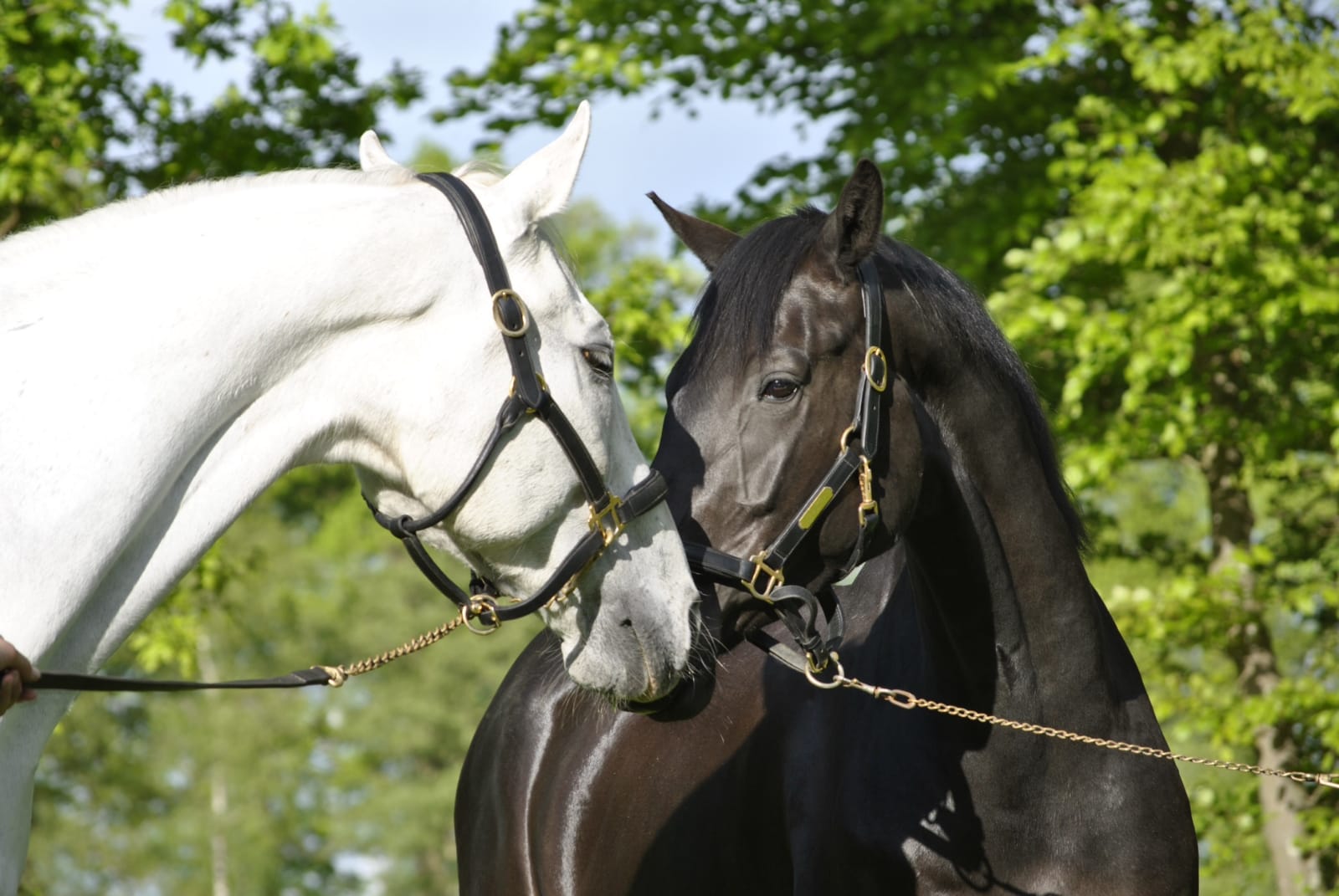 Paardengedrag en welzijn